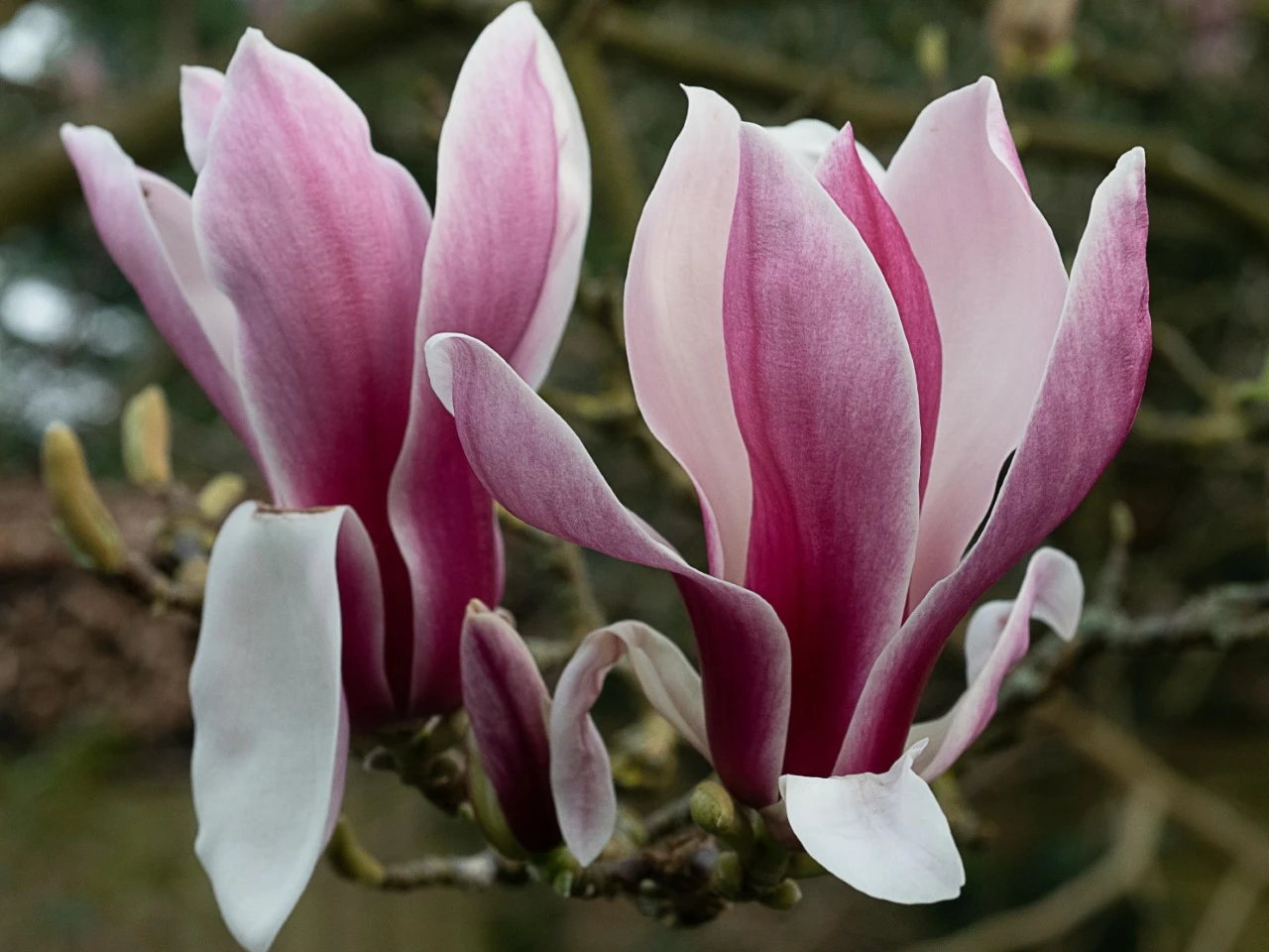 M. x soulangeana 'Picture'